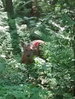 A visitor on the bike path. Is it any wonder I spend as much time on it as possible?